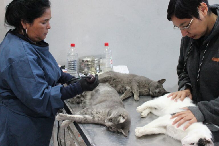 Se concretó un operativo para esterilizar felinos callejeros