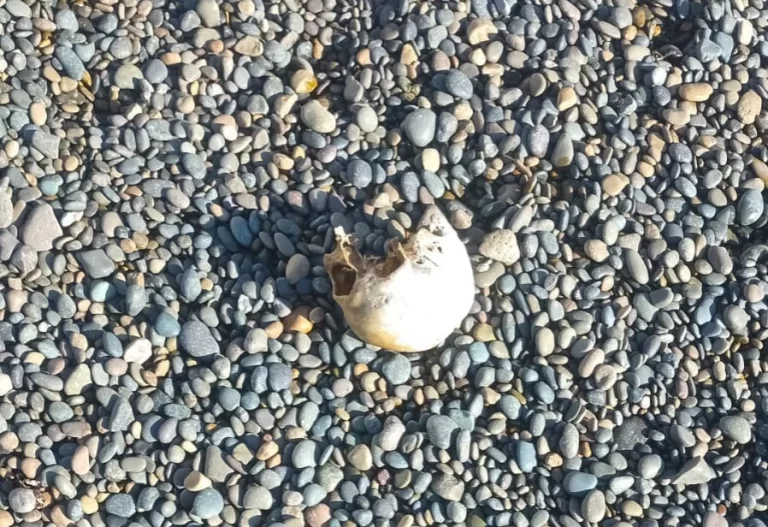 Hallaron un cráneo en la costanera de Comodoro