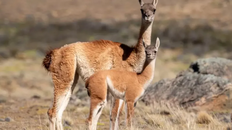 Salud detalló la normativa vigente y recordó que no está habilitada la comercialización de carne de guanaco