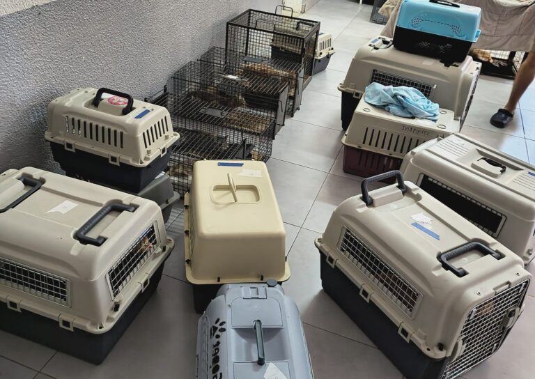 Continúa el operativo de control y sanidad en una colonia de felinos callejeros