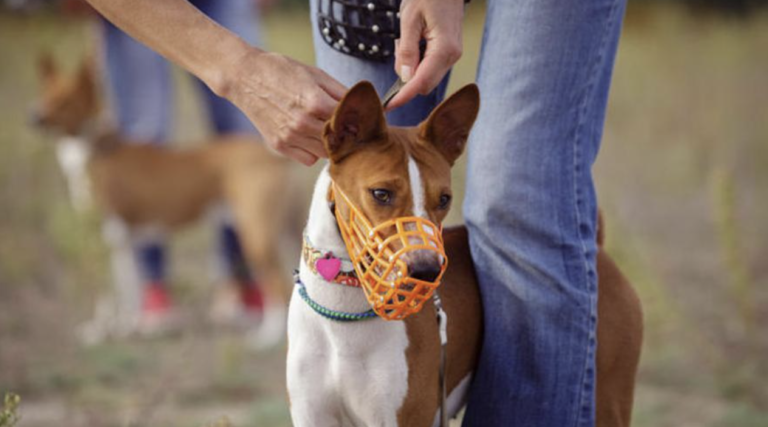 Concejales de Rada Tilly exigen el cumplimiento efectivo de la Ordenanza de Control Canino ante recientes ataques en la vía pública