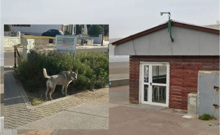 Ataque de un perro en Rada Tilly reabre el debate sobre la responsabilidad de los tutores