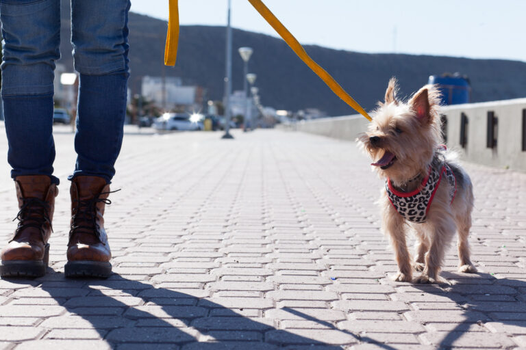 Rada Tilly celebra el Día del Animal con actividades gratuitas para toda la comunidad