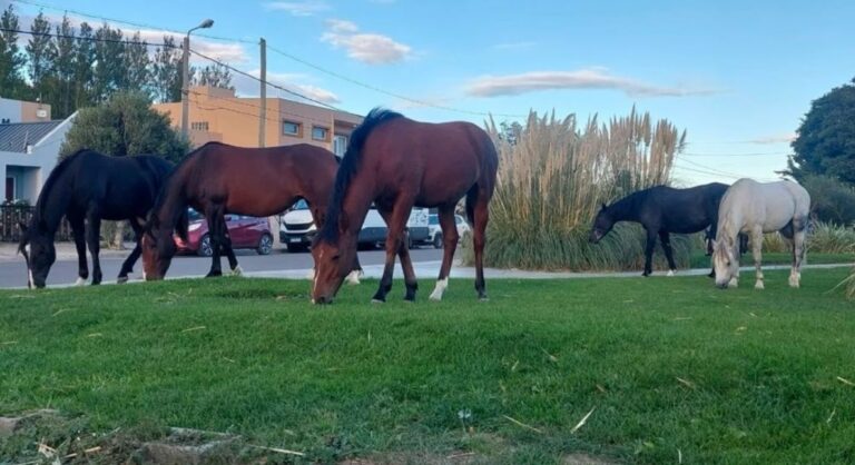 Caballos Salvajes: El secretario de gobierno de Rada Tilly denuncia que personas aún no identificadas cortaron el alambrado y liberaron a los caballos.