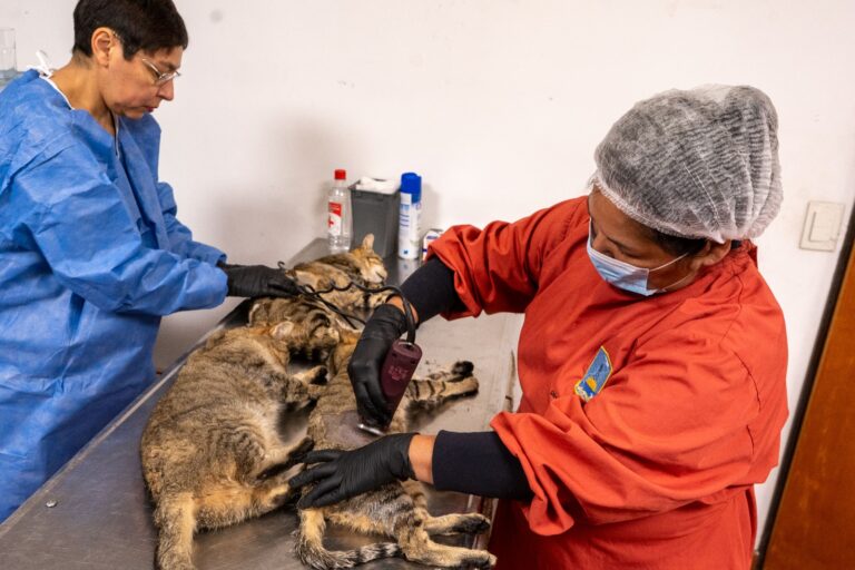 El Municipio llevó adelante una nueva jornada extraordinaria de castración de felinos ferales