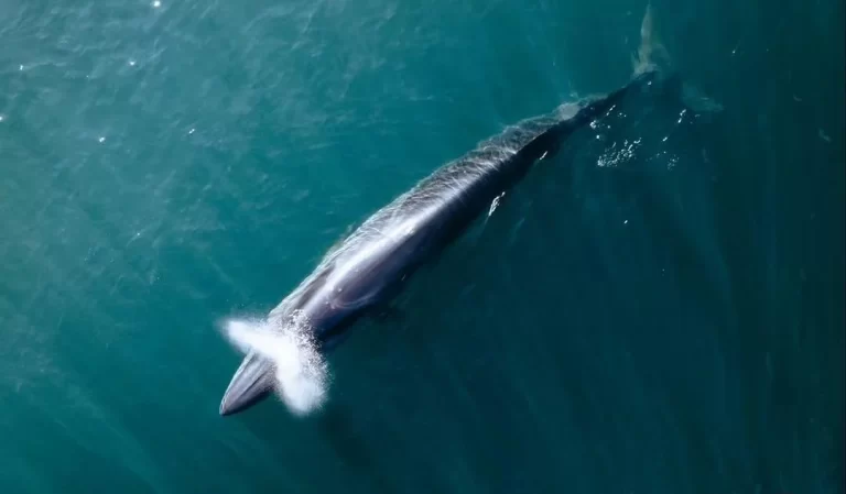 “SEI, la ballena desconocida” ganó el premio a Mejor Cortometraje en un festival internacional