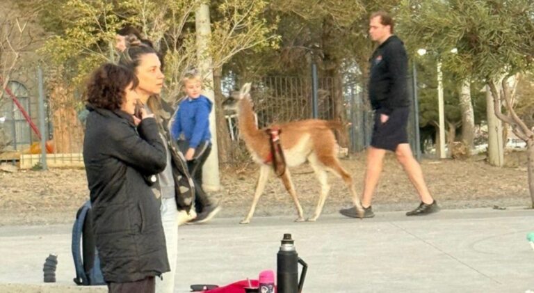 ¿Mascota o visitante inesperado? La insólita tarde de un guanaco «con correa» en Rada Tilly