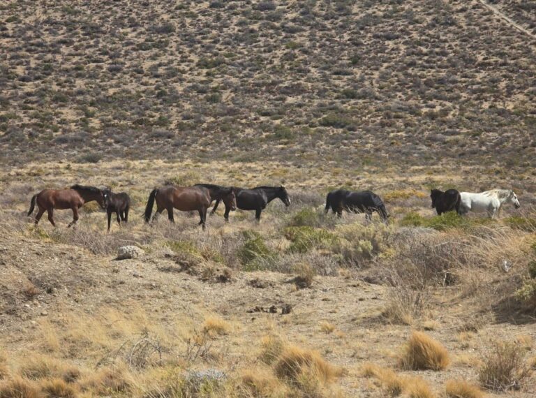 Rada Tilly: acorralan a la tropilla de caballos que durante años recorrió la ciudad y crece la incertidumbre sobre su destino