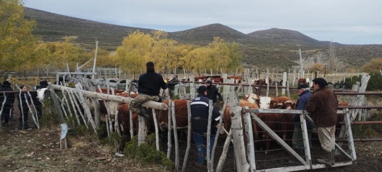 Chubut: Allanan una estancia ganadera por denuncia de abigeato