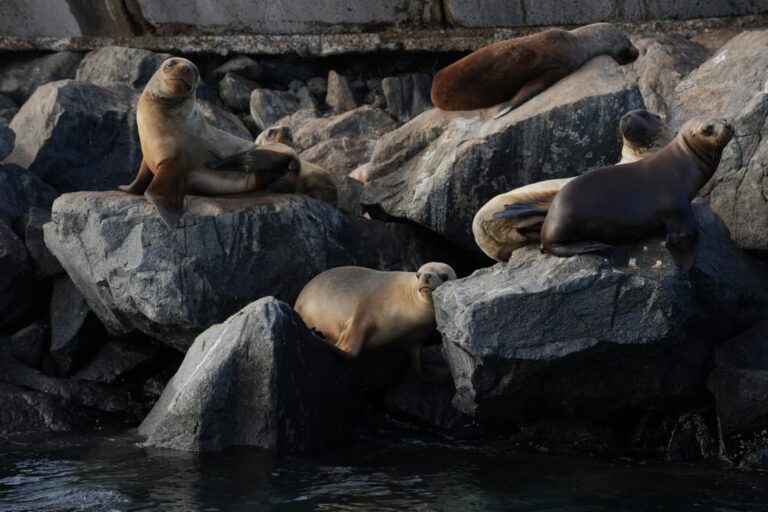 Chubut impulsa nuevas experiencias de turismo de naturaleza con fauna marina en Comodoro Rivadavia