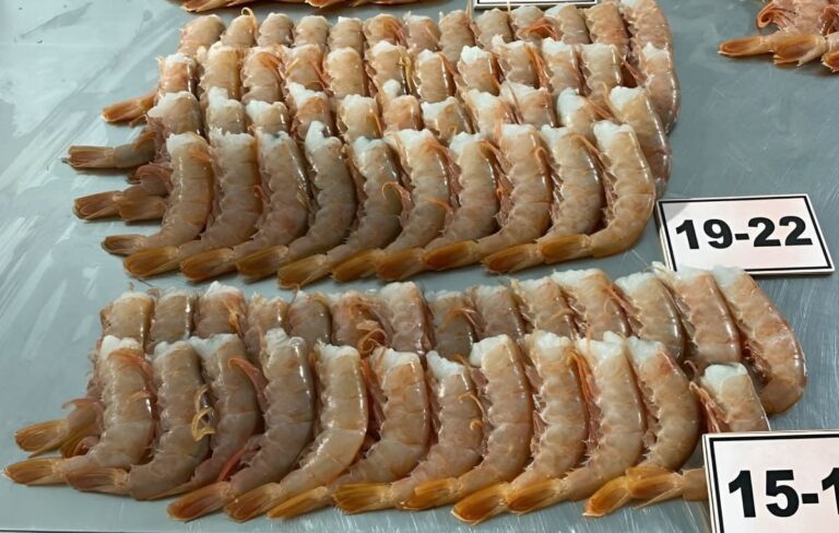 Paraguay se consolida como polo industrial para procesar langostino argentino