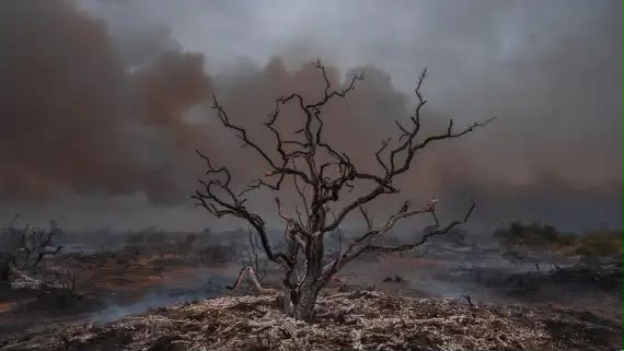 Los incendios forestales marcaron un récord histórico en la Patagonia