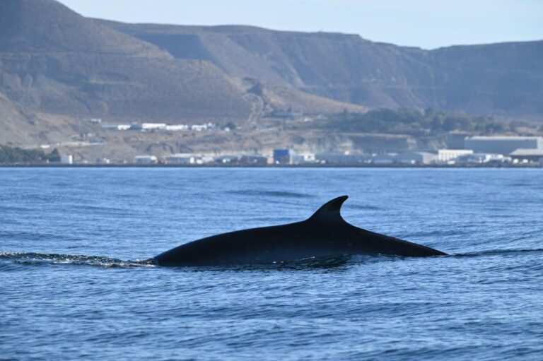 Turismo: el Golfo San Jorge, el lugar único en el mundo para avistar a la ballena Sei