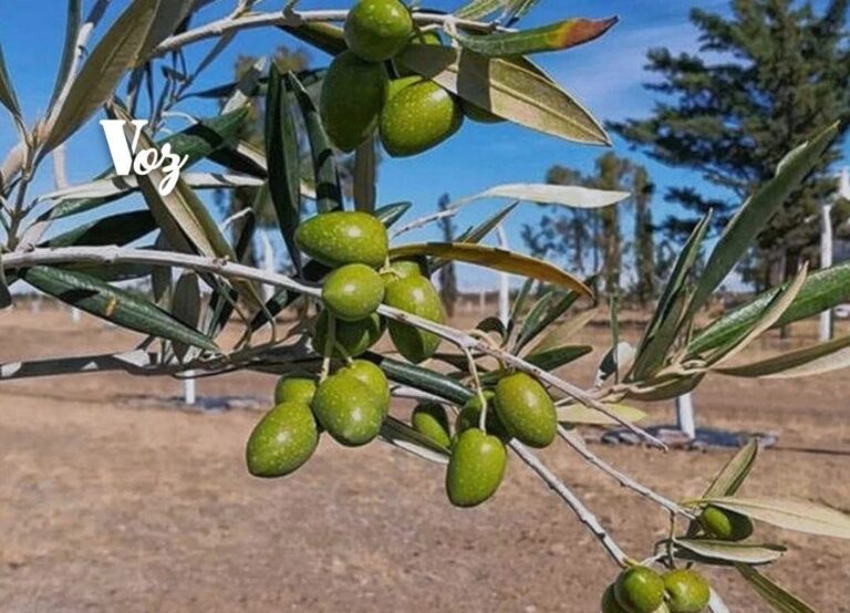 Santa Cruz comienza a posicionarse en una producción inesperada para la región: el aceite de oliva premium.