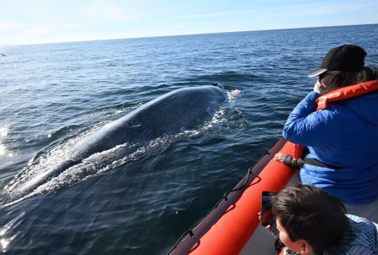 Comodoro, un hogar para las ballenas durante todo el año