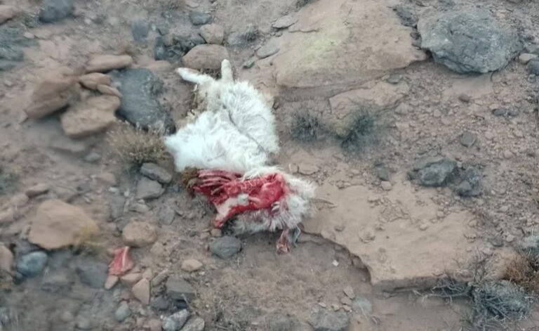 Halló a sus animales muertos y enfrenta pérdidas millonarias