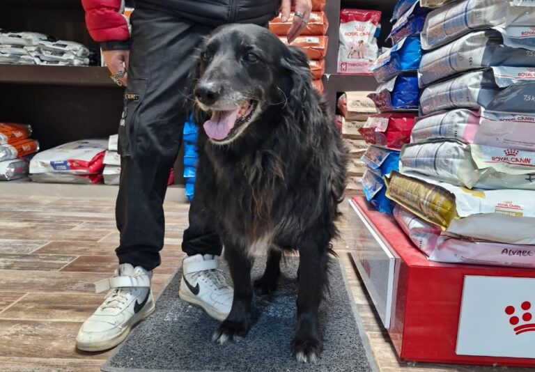 Desesperado pedido para salvar a Negrita, una perra que se resiste a rendirse