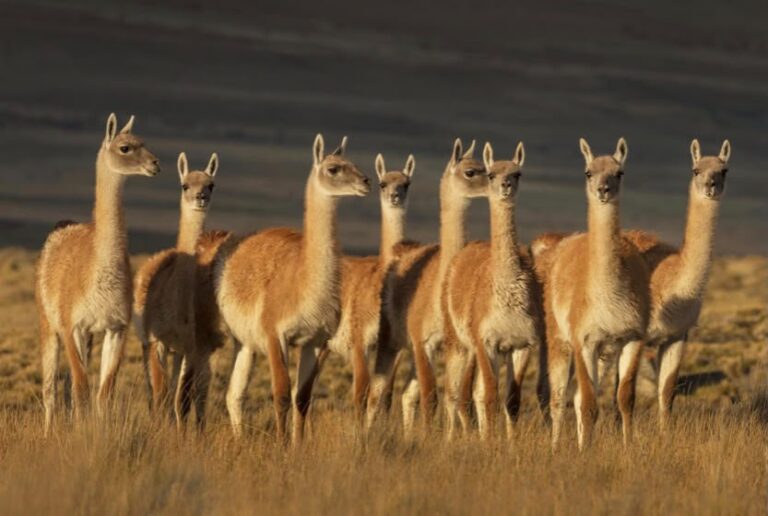 El guanaco patagónico:de problema a oportunidad