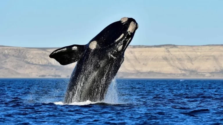 Chubut transmitirá en vivo la llegada de las ballenas a las costas de la provincia