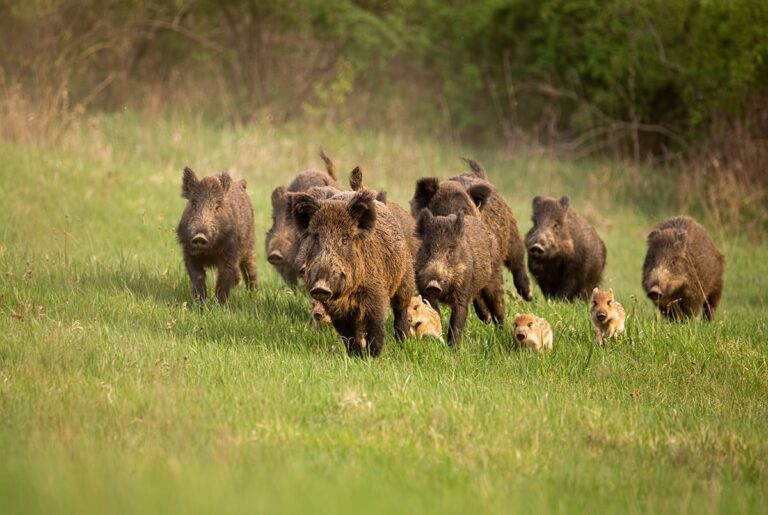 Río Negro busca habilitar la venta de carne de jabalí y guanaco en comercios